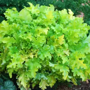 Picture - TERRA NOVA® Nurseries, Inc.